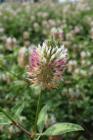 Osivo - Jetel šípovitý (Trifolium vesiculosum) - 250 g 