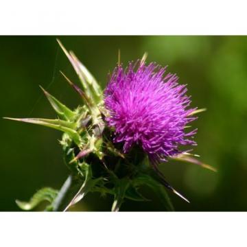 osivo-ostropestrec-mariansky-silybum-marianum-05-kg_1900_2375.jpg