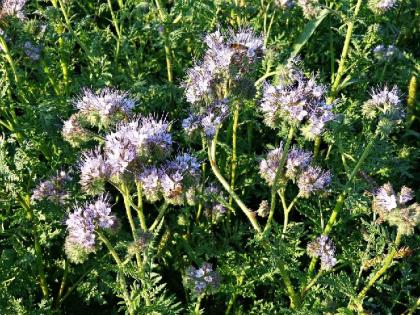 osivo-svazenka-vraticolista-phacelia-tanacetifolia--05-kg_1325_1160.jpg