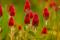 Osivo - Jetel inkarnát (Trifolium incarnatum) - 0,5 kg 