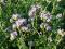 Osivo - Svazenka vratičolistá (Phacelia tanacetifolia)  - 0,5 kg 